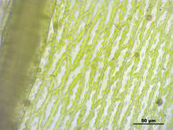 Image of dry calcareous bryum moss