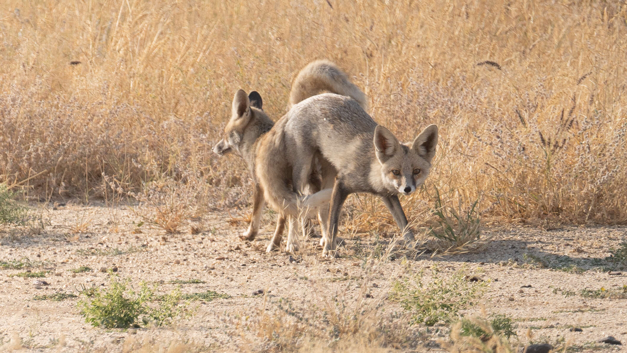 Image of white-footed fox