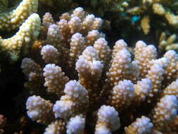 صورة Acropora retusa (Dana 1846)