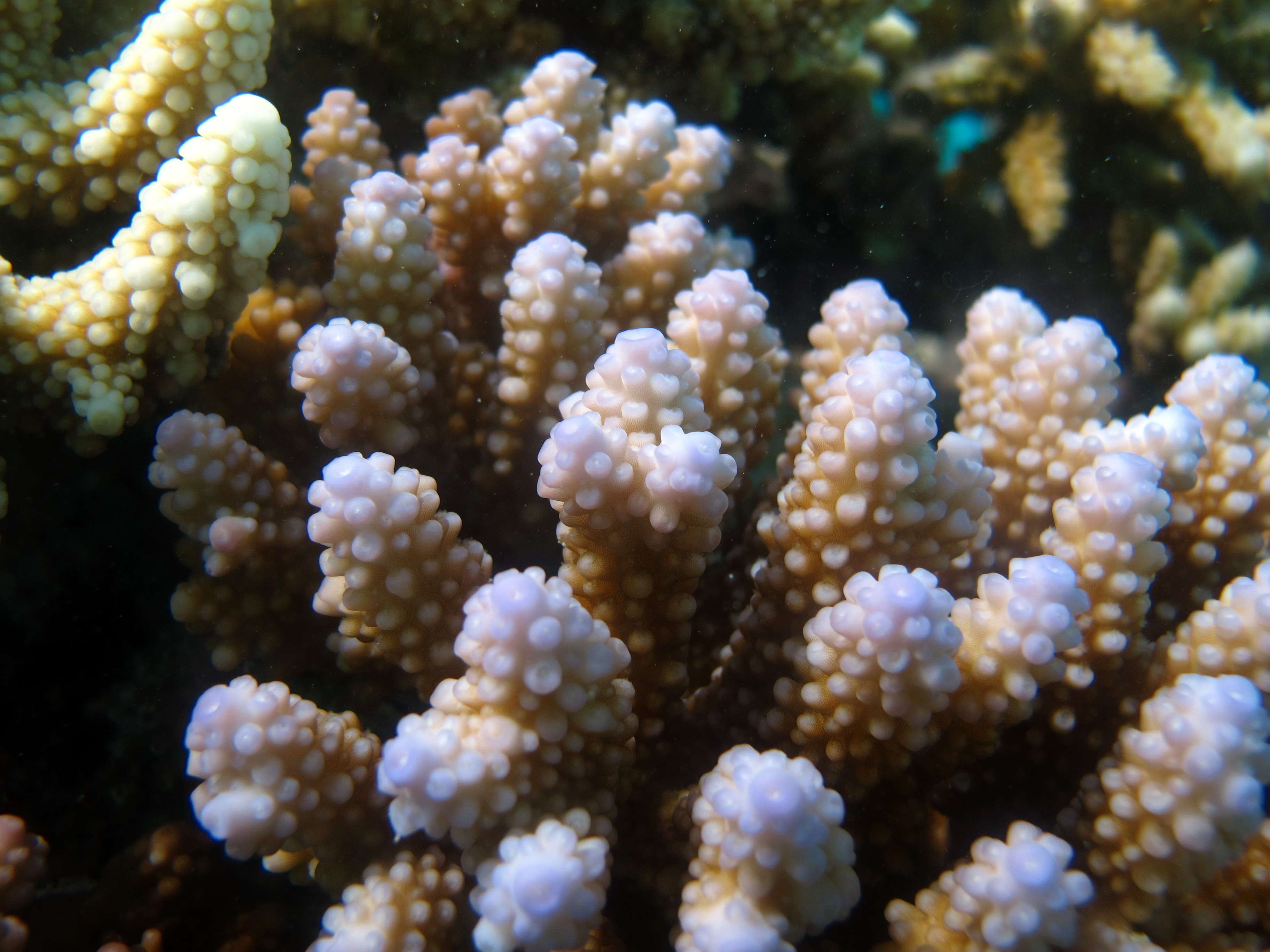 Image of Staghorn coral