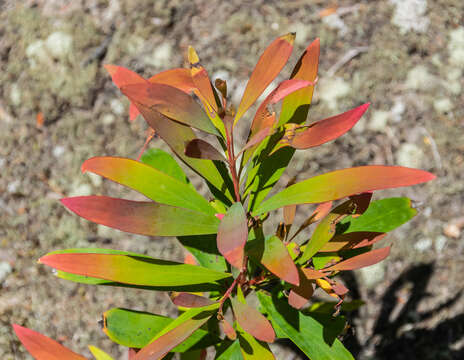 Image of Willow hakea