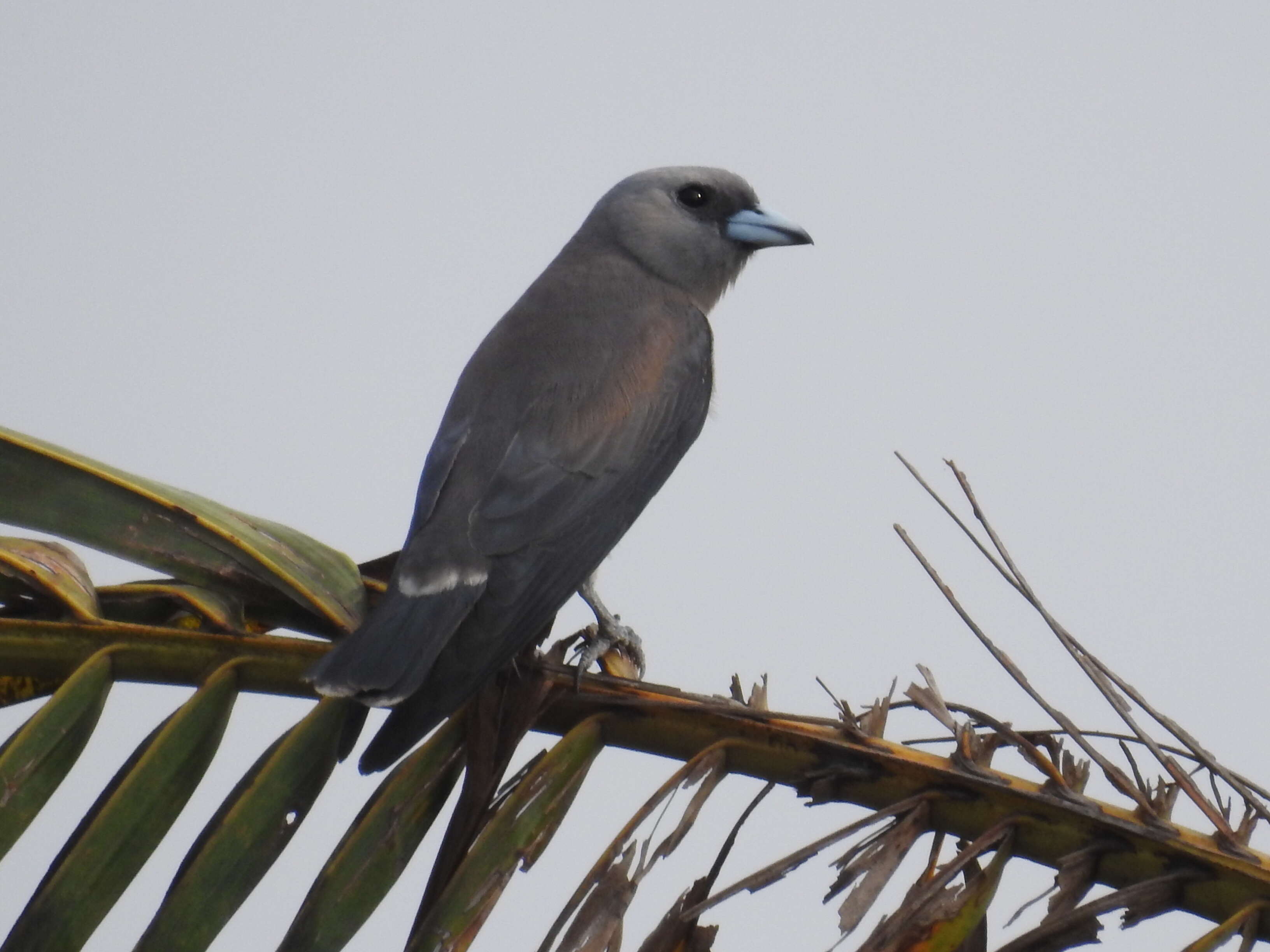 Image of Ashy Wood Swallow