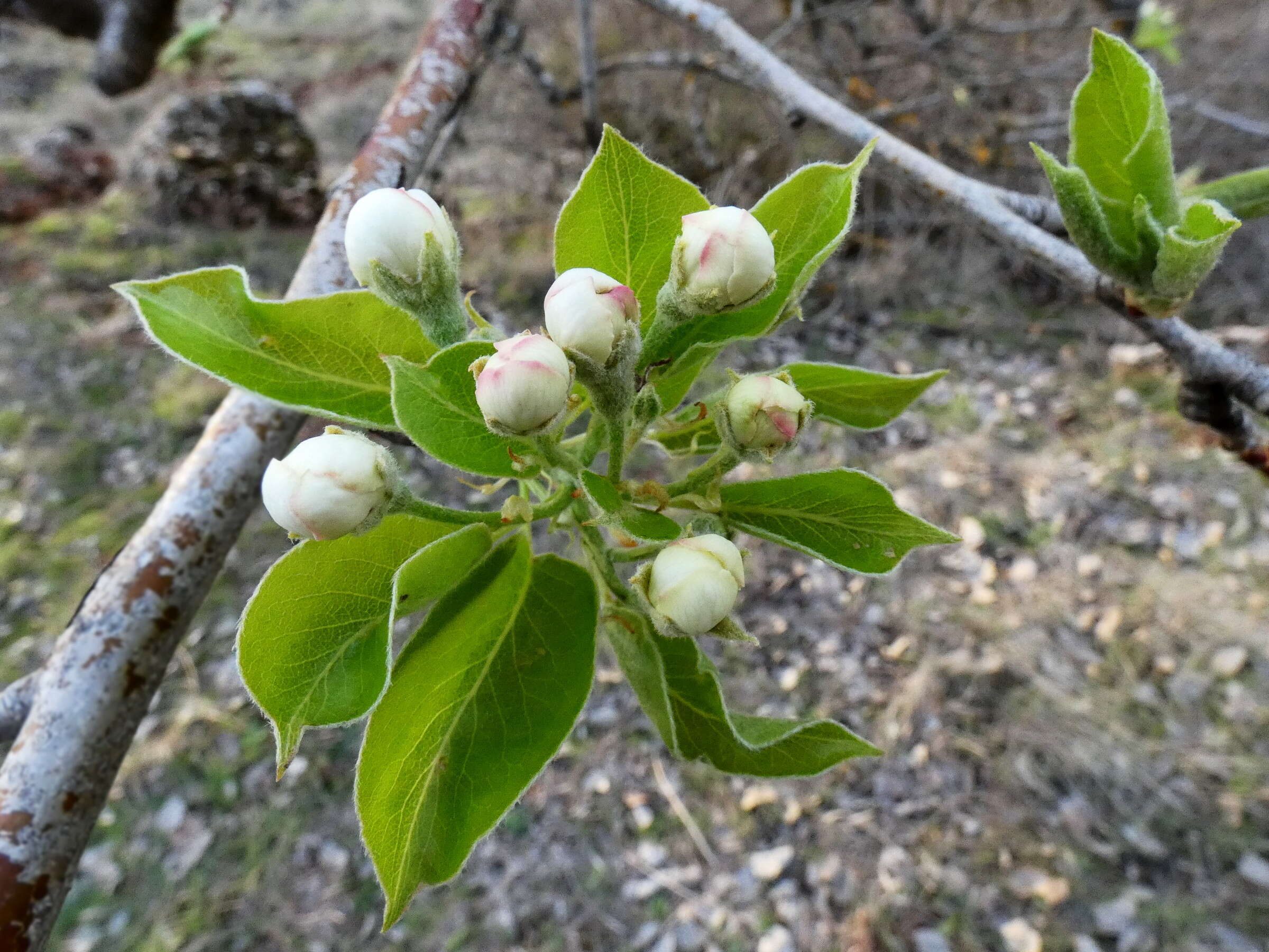 Imagem de Prunus dulcis (Mill.) D. A. Webb