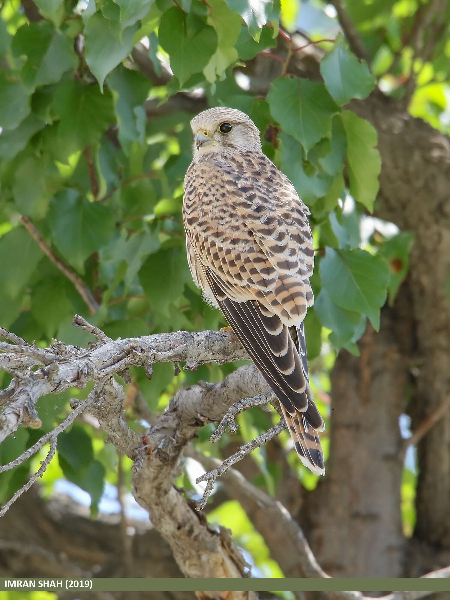 Image of kestrel, common kestrel