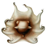 Image of Opisthoteuthidae