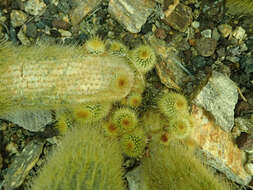 Image of Parodia lenninghausii (F. Haage) F. H. Brandt ex Eggli & Hofacker