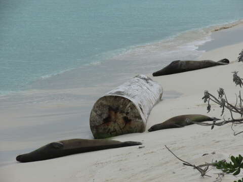 Image of Hawaiian Monk Seal