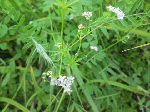 Imagem de Galium palustre L.