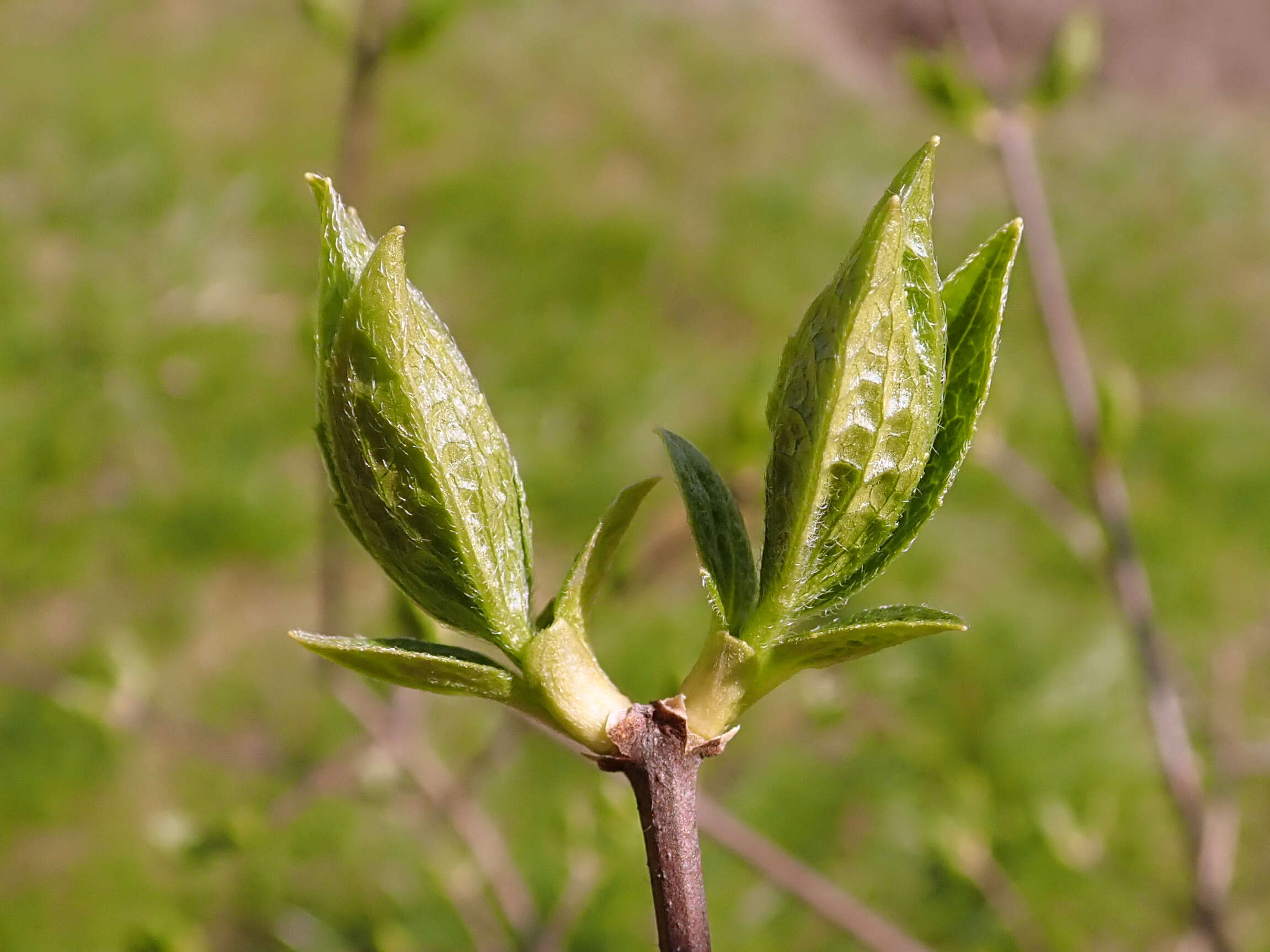 Image of sweet mock orange