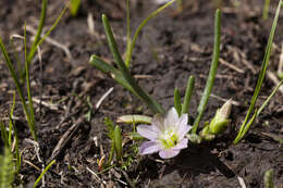 Image of alpine lewisia