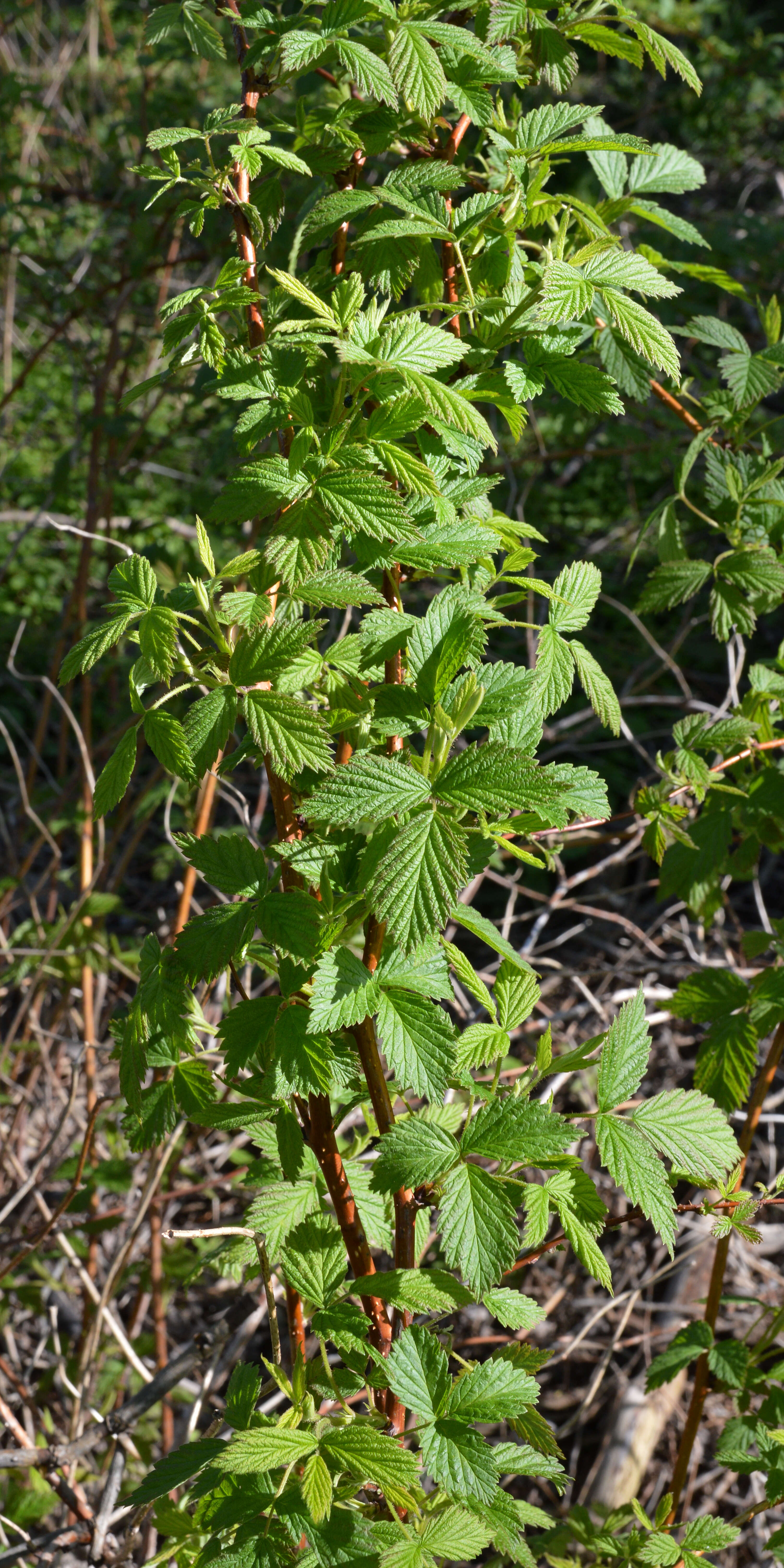 Image of Raspberry