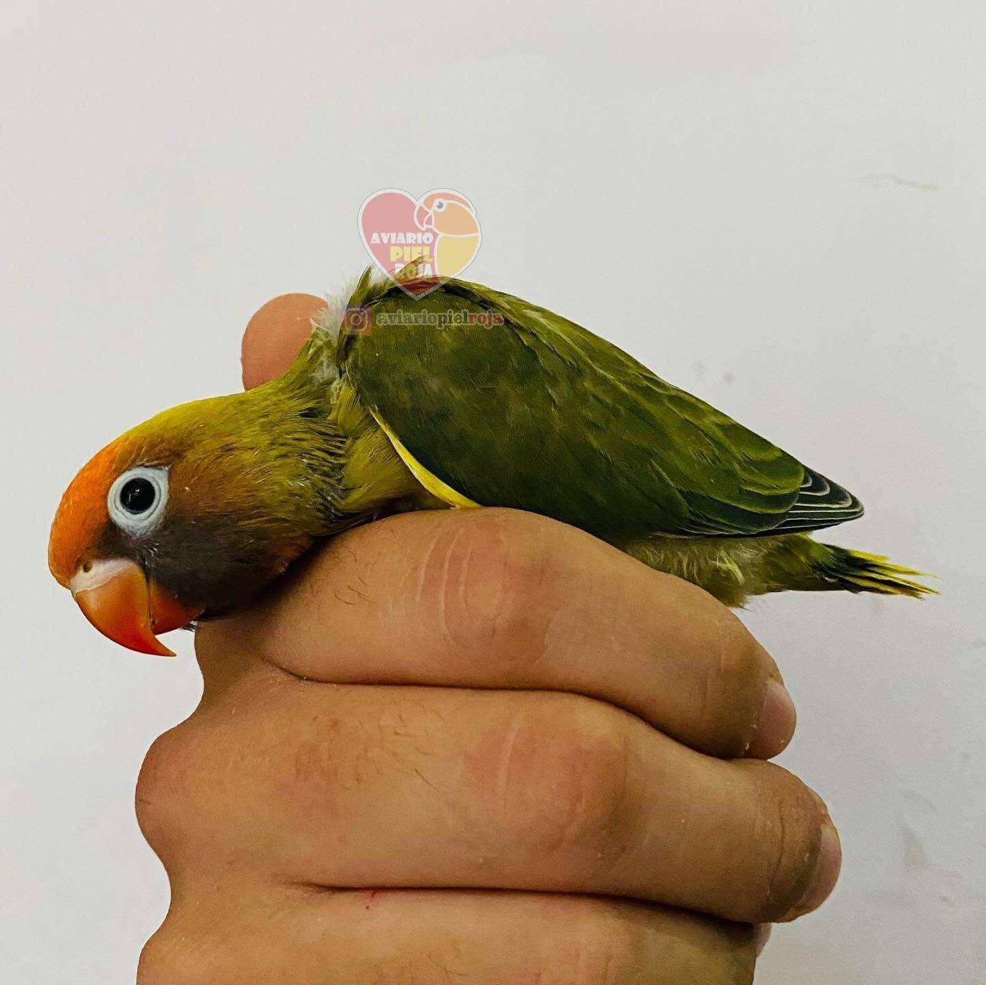 Image of Black-cheeked Lovebird