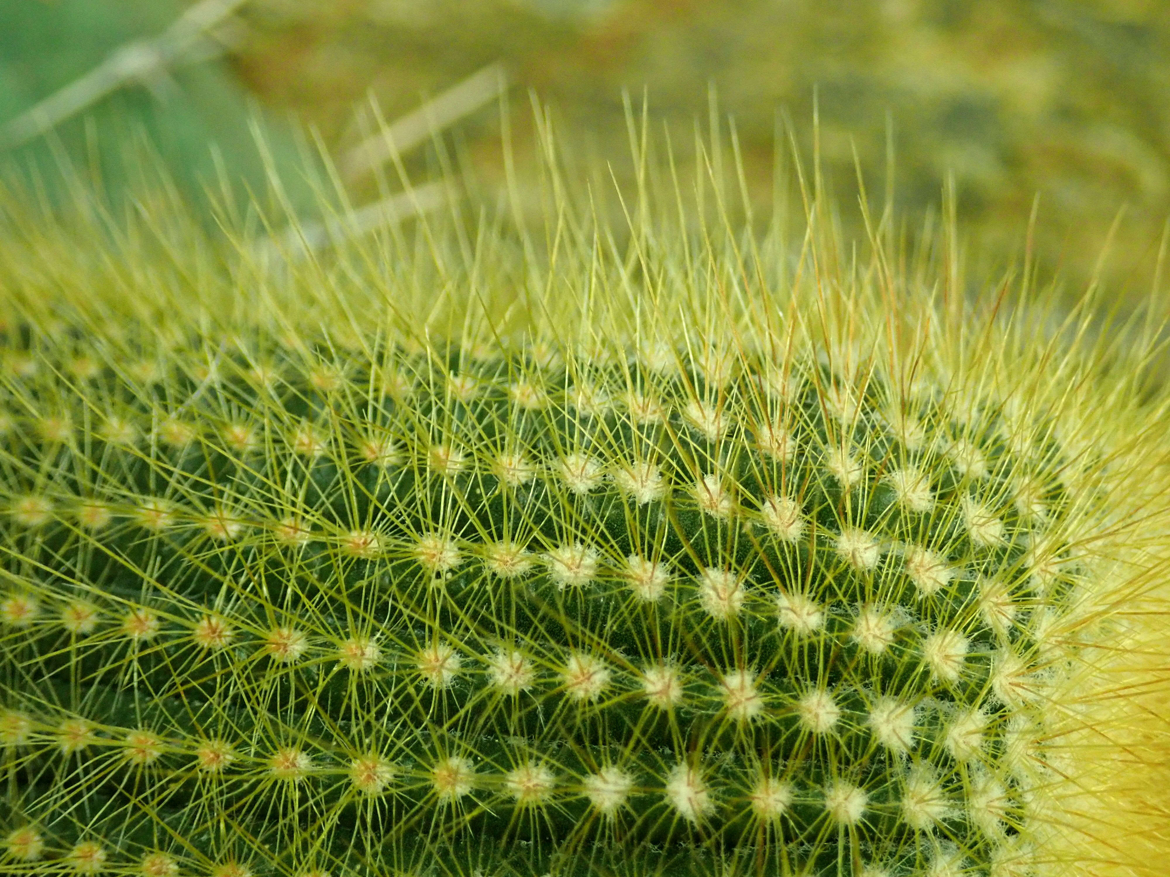 Image of Parodia lenninghausii (F. Haage) F. H. Brandt ex Eggli & Hofacker