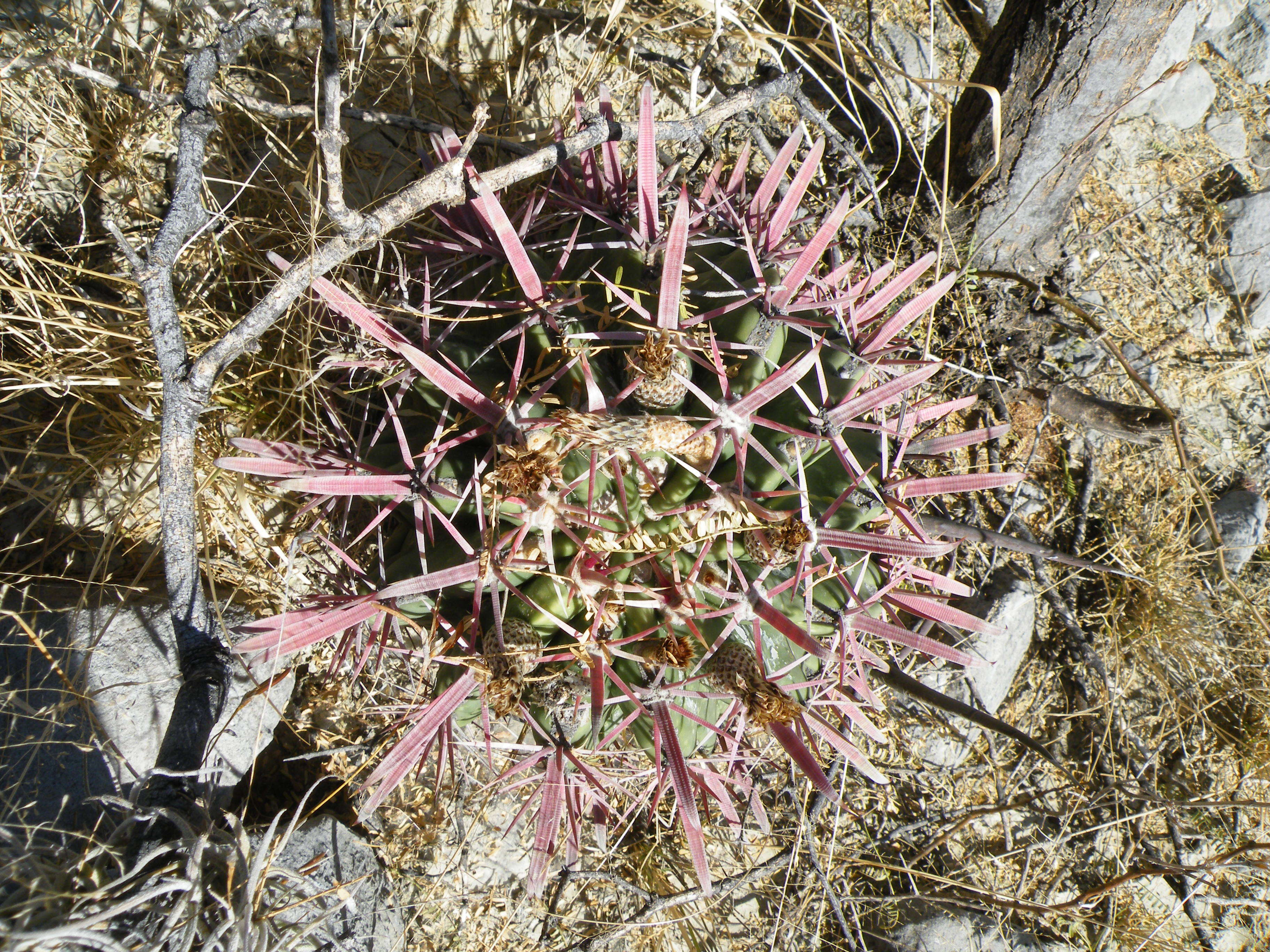 Image of Ferocactus latispinus (Haw.) Britton & Rose