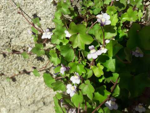 Image of Ivy-leaved Toadflax