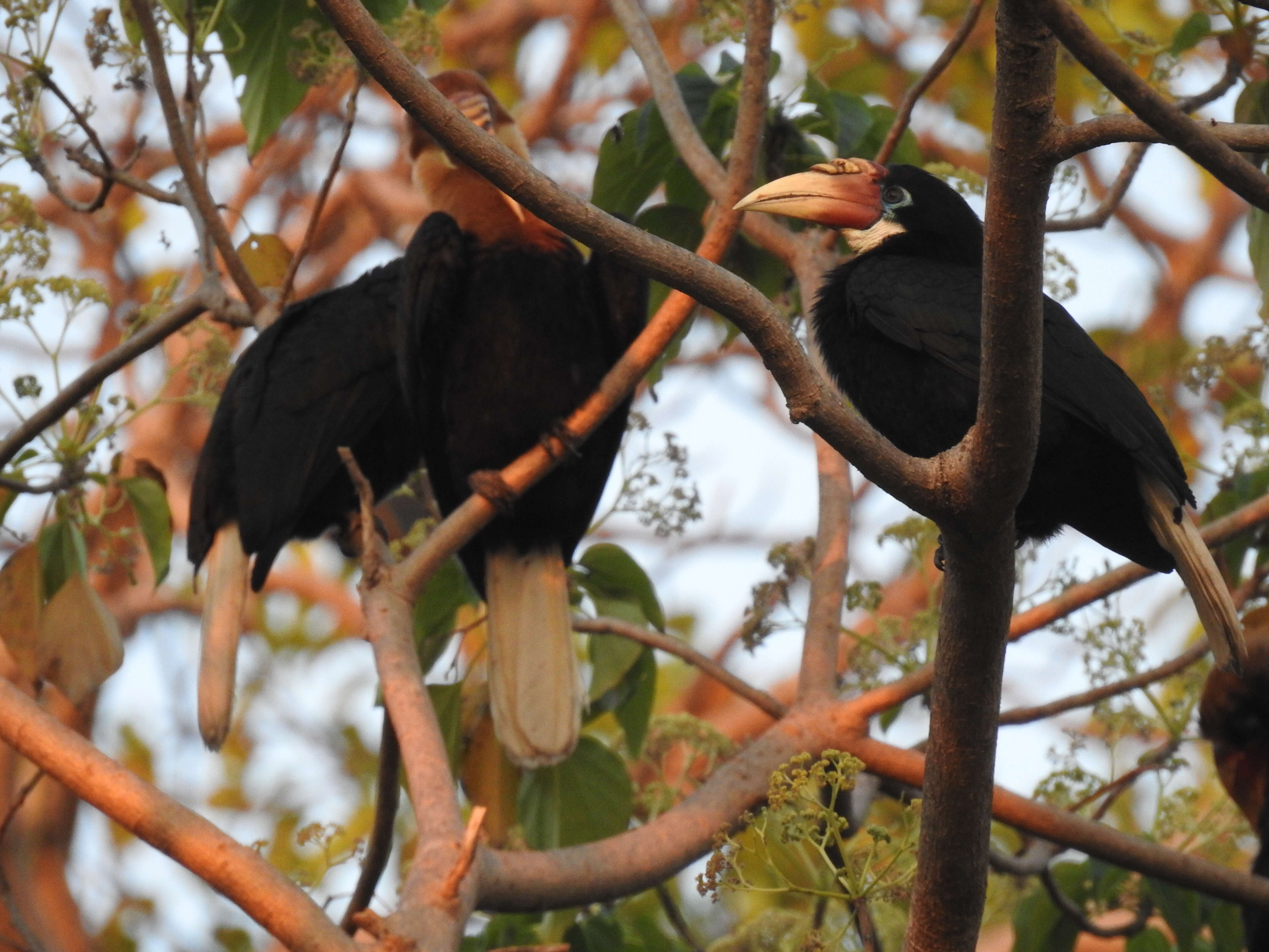 Image of Narcondam Hornbill