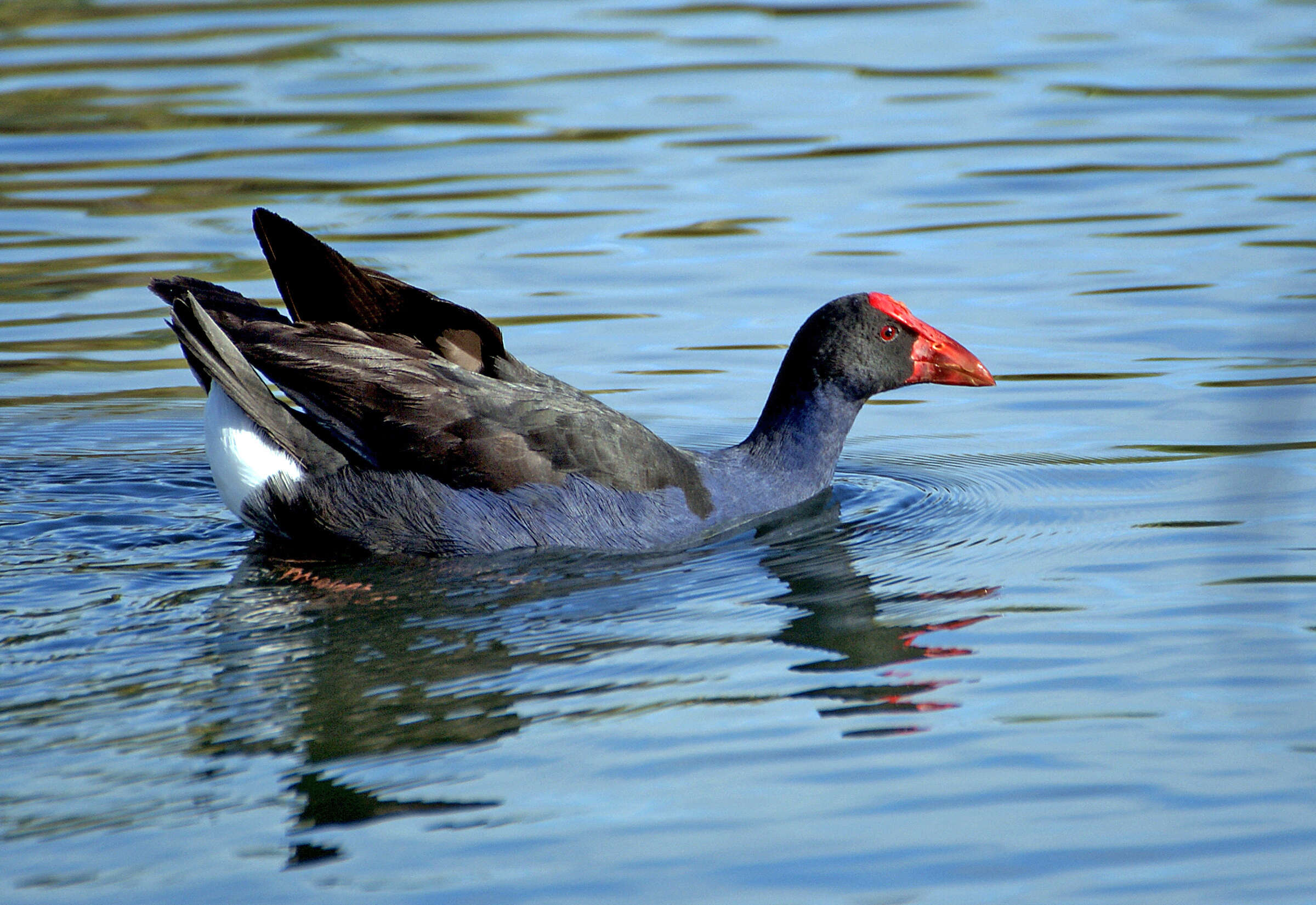 Image of Australasian Swamphen