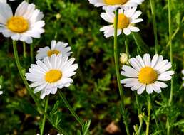 Image of corn chamomile