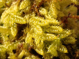 Image of hypnum moss