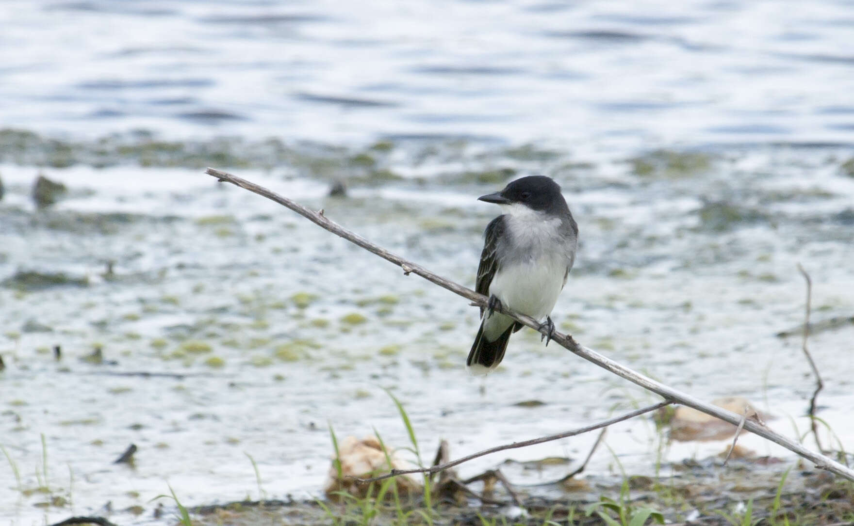 Image of Eastern Kingbird