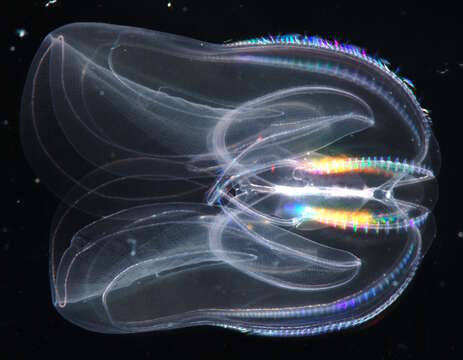 Image of comb jelly