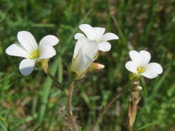 Plancia ëd Saxifraga granulata L.