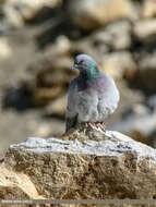 Image of Hill Pigeon