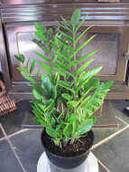 Image de Zamioculcas zamiifolia (G. Lodd.) Engl.