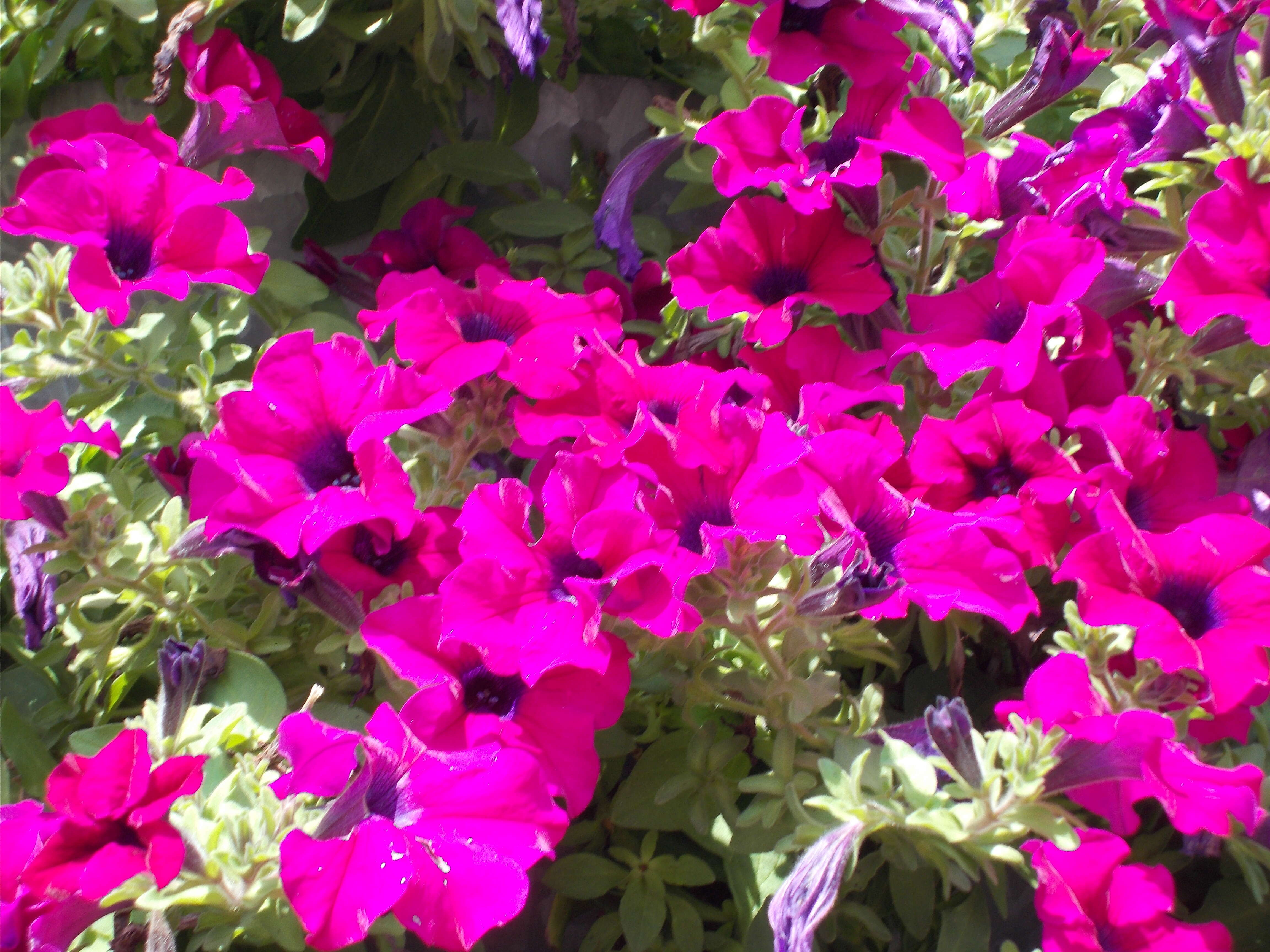 Image of petunia