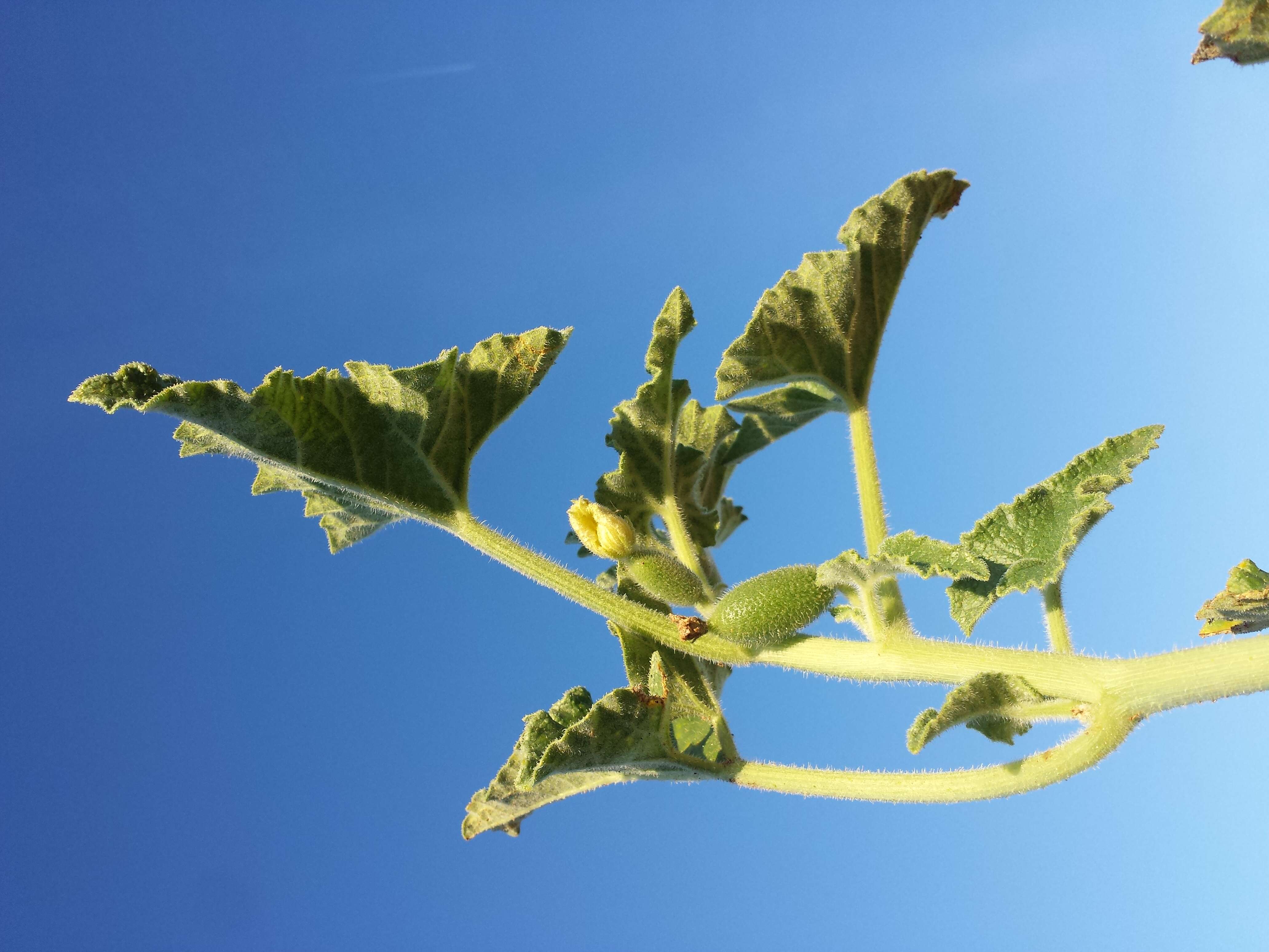 Image of squirting cucumber