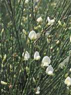 Image of white spanishbroom