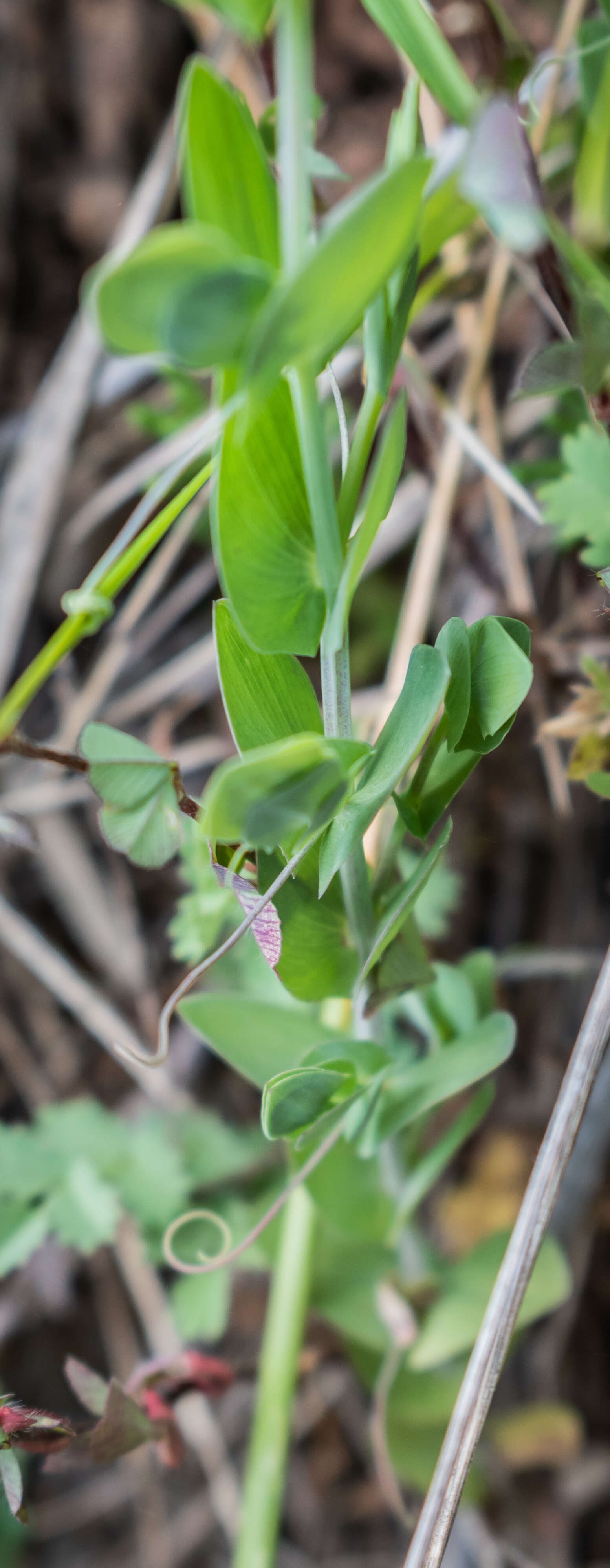 Image of yellow pea