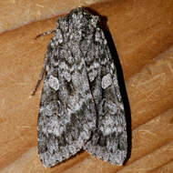 Image of Great Gray Dart; Great Brocade