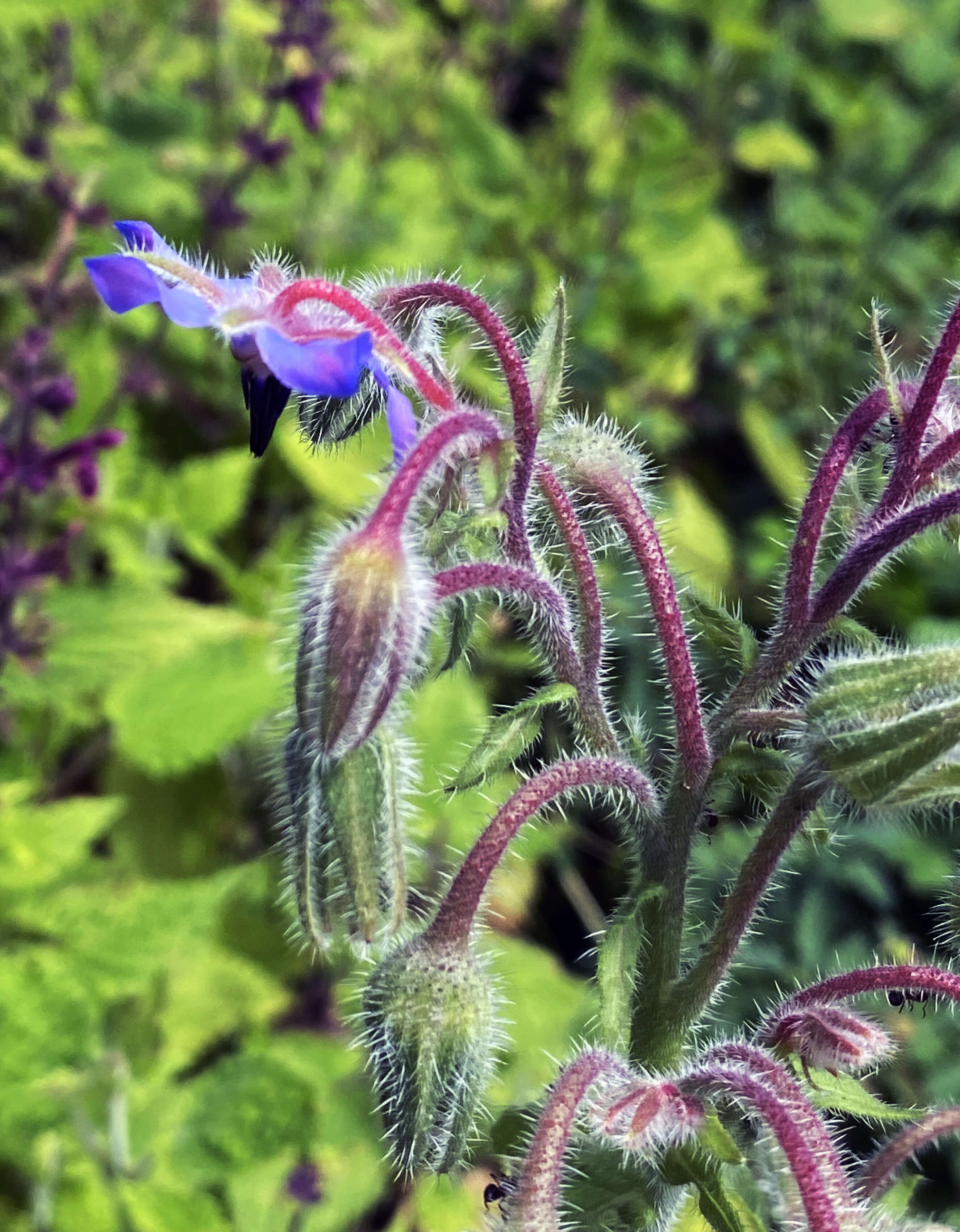 Image of borage