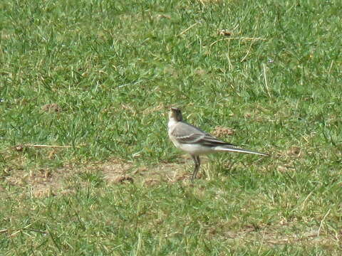 Image of Pied Wagtail and White Wagtail