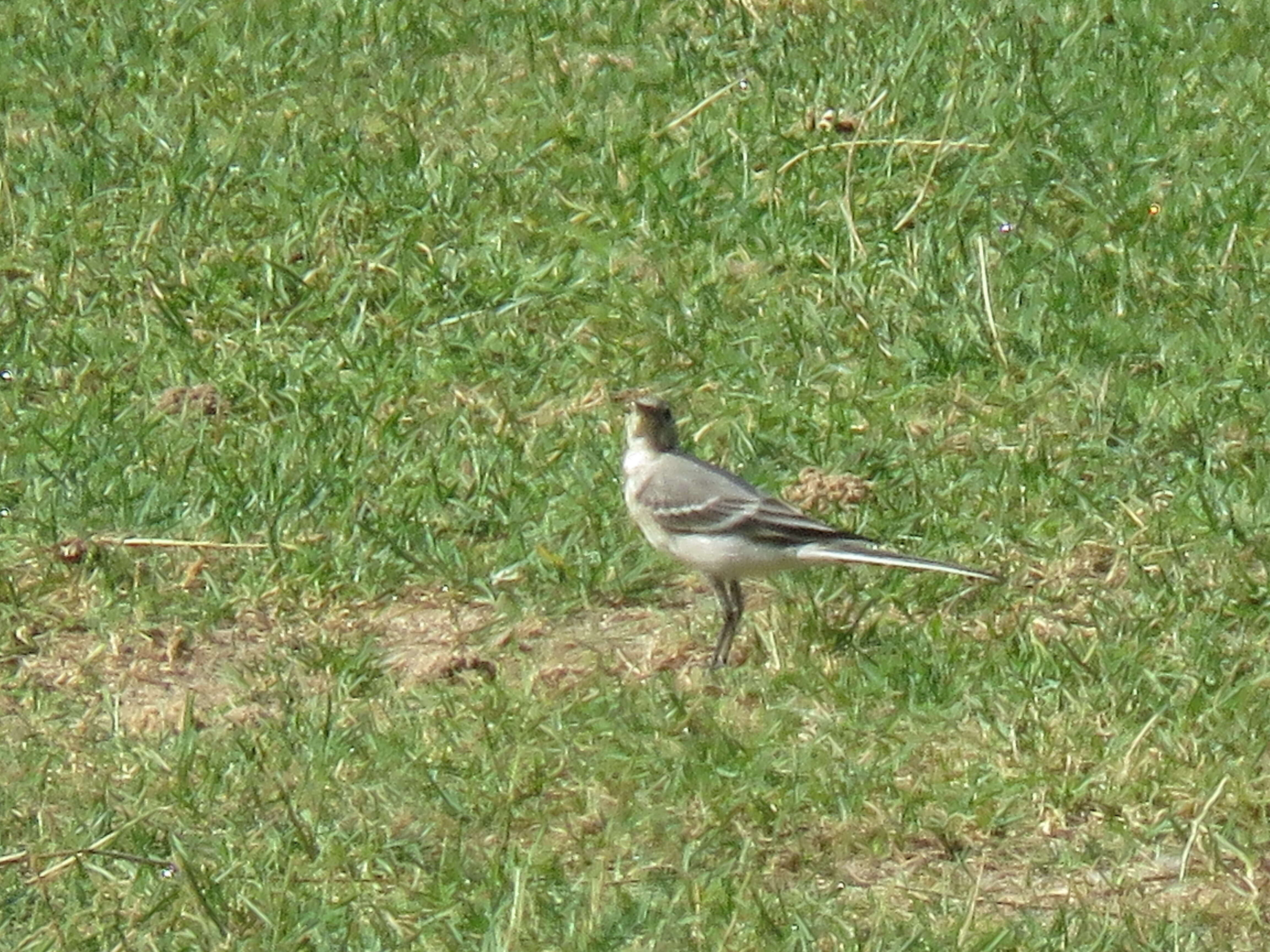 Image of Pied Wagtail and White Wagtail