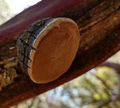 Phellinus resmi