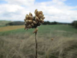 Allium scorodoprasum L.的圖片