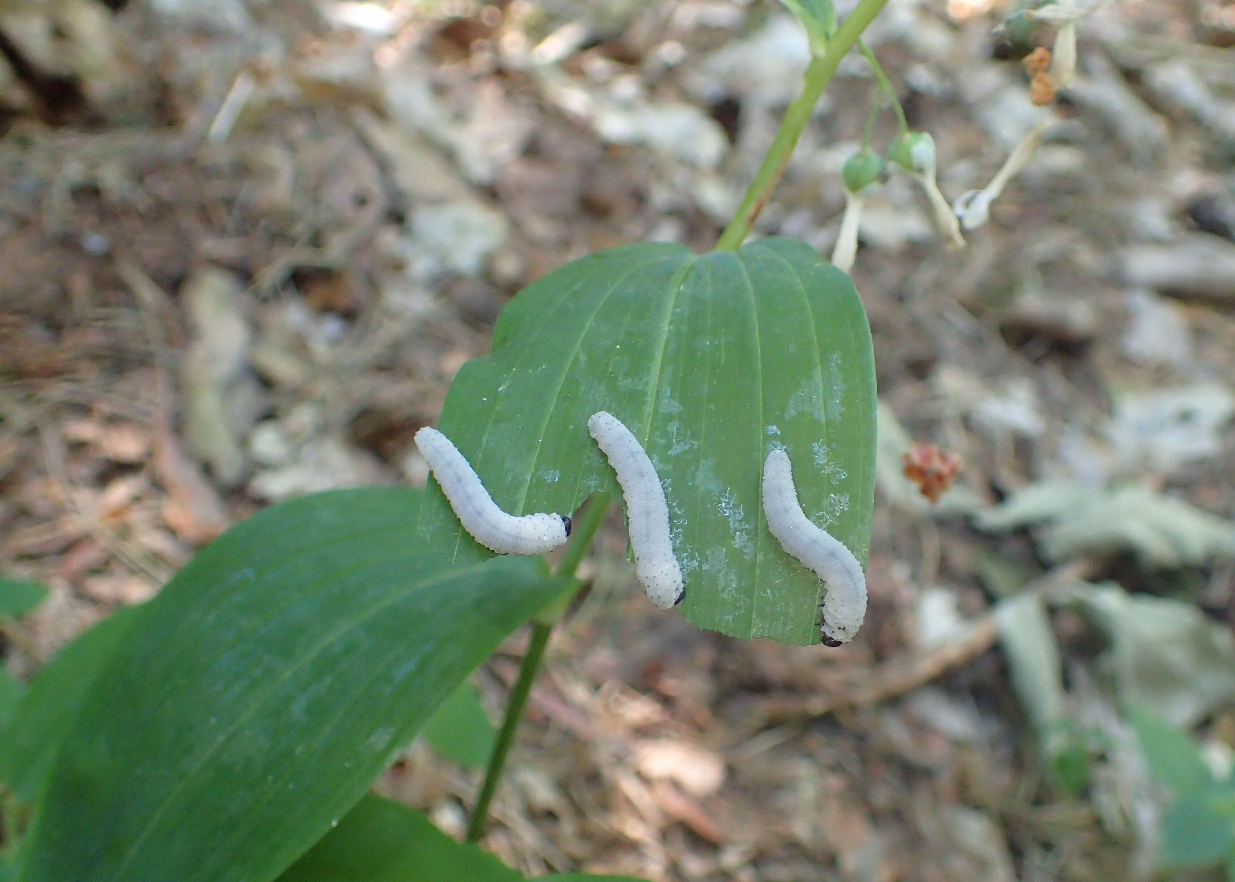 Image of Common Solomon’s-seal