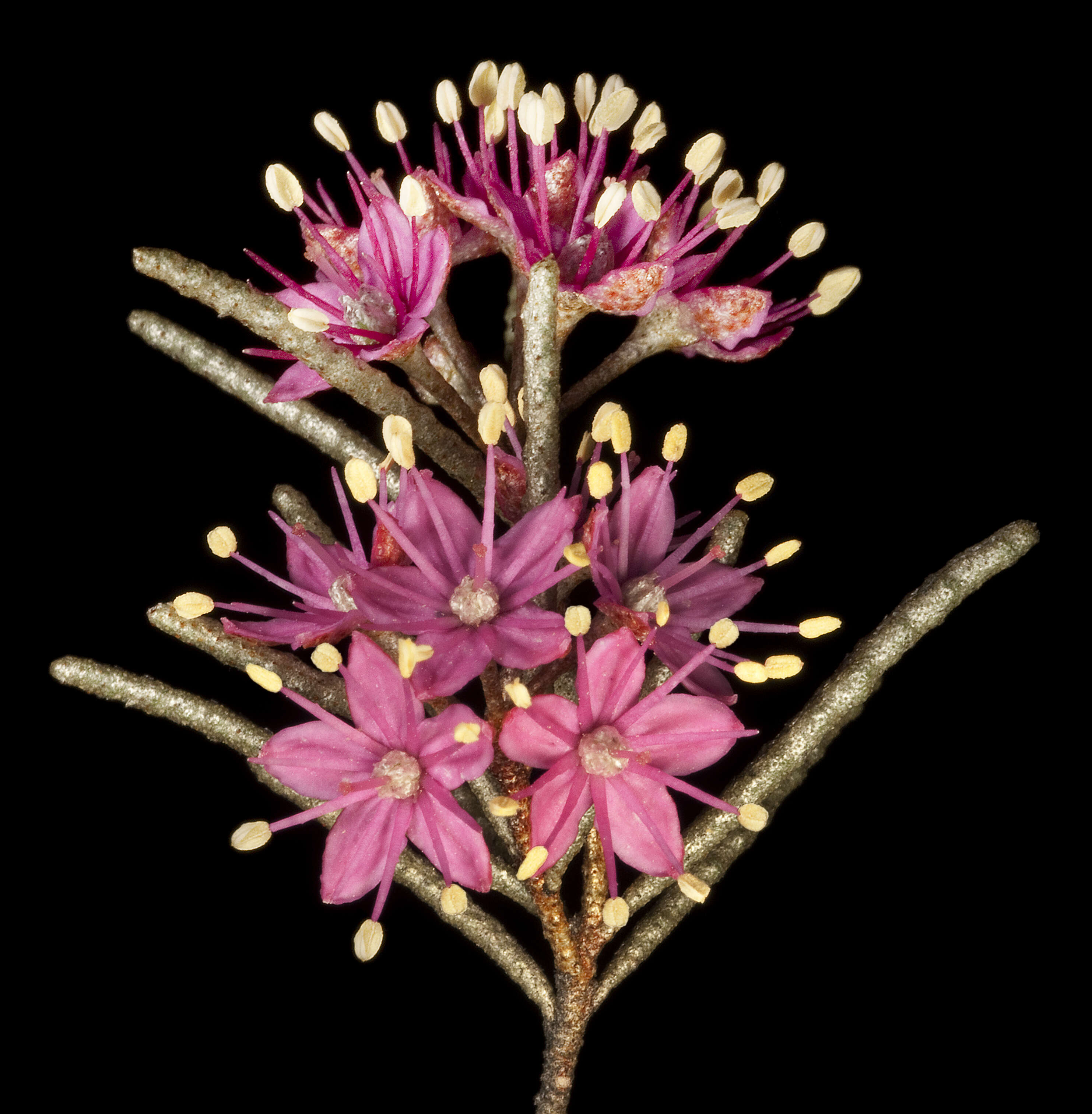 Image of Phebalium canaliculatum (F. Müll. & Tate) J. H. Willis