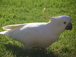 Image of Sulphur-crested Cockatoo