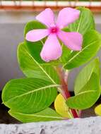 Image of Madagascar periwinkle