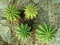 Image of Echinopsis oxygona