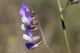 Image of Louisiana vetch