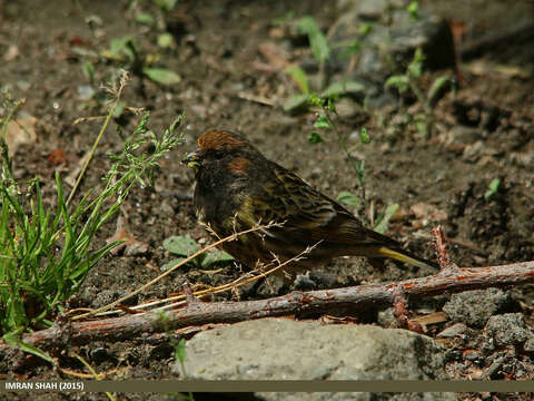 Image of Fire-fronted Serin