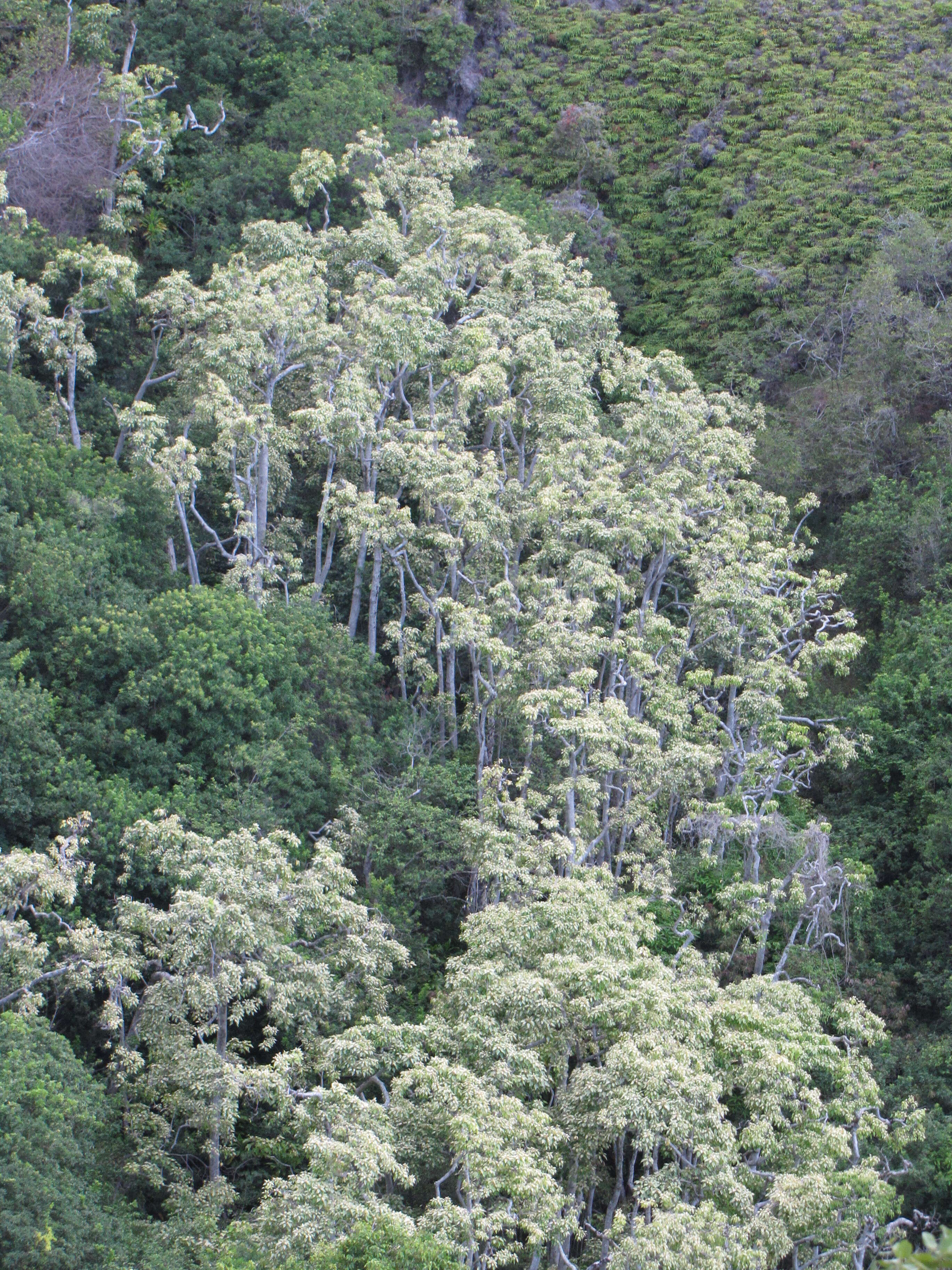 Image of Candlenut