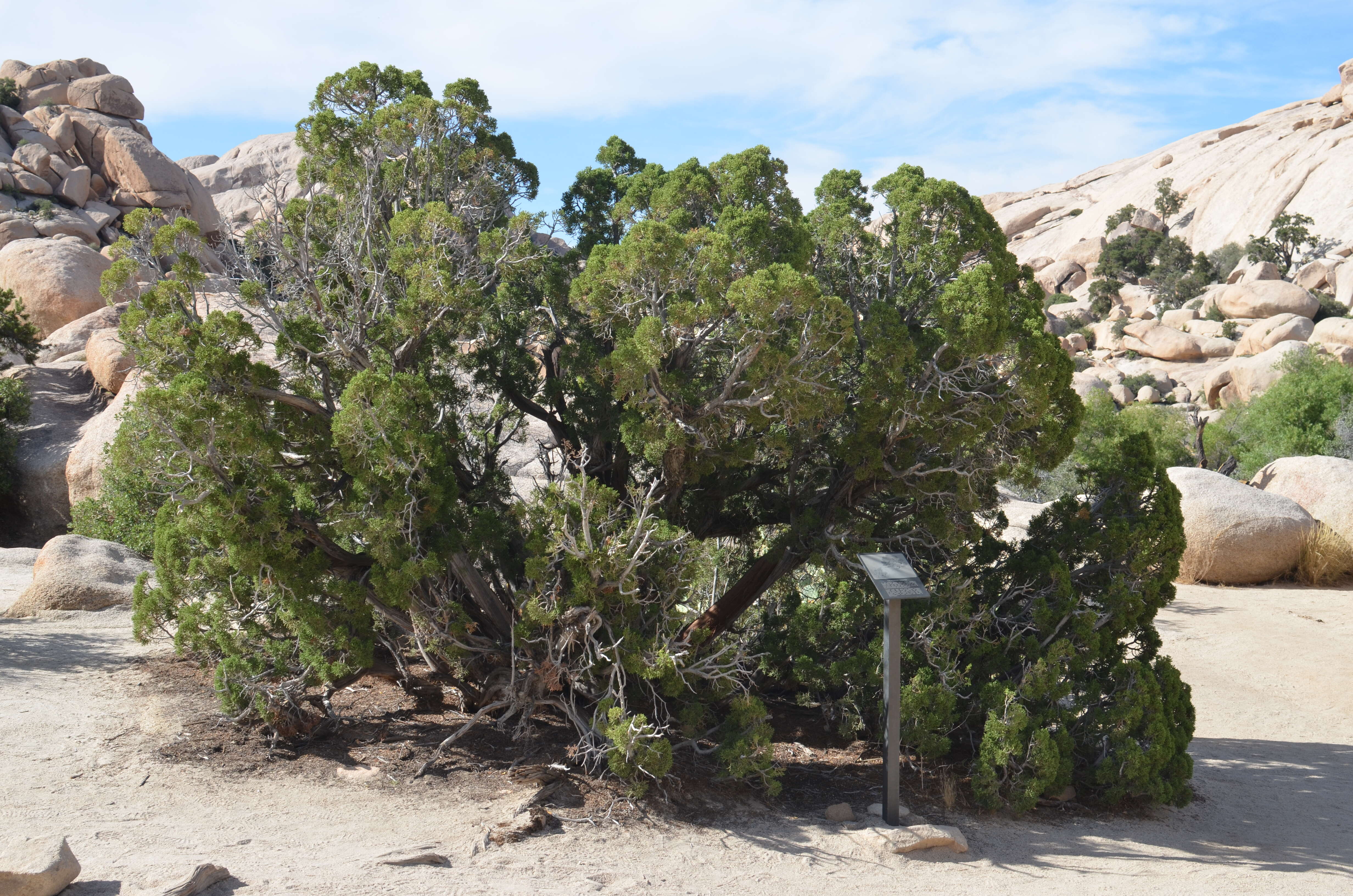 Image of California Juniper