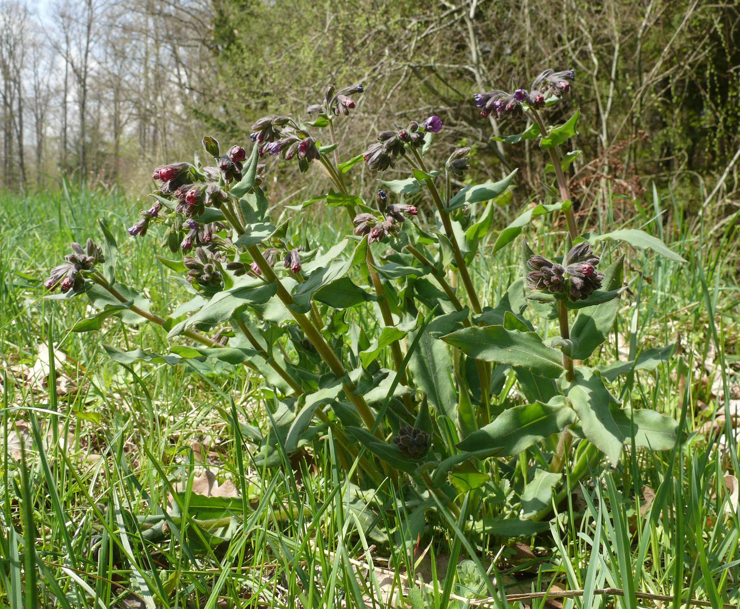 صورة Pulmonaria mollis Hornem.