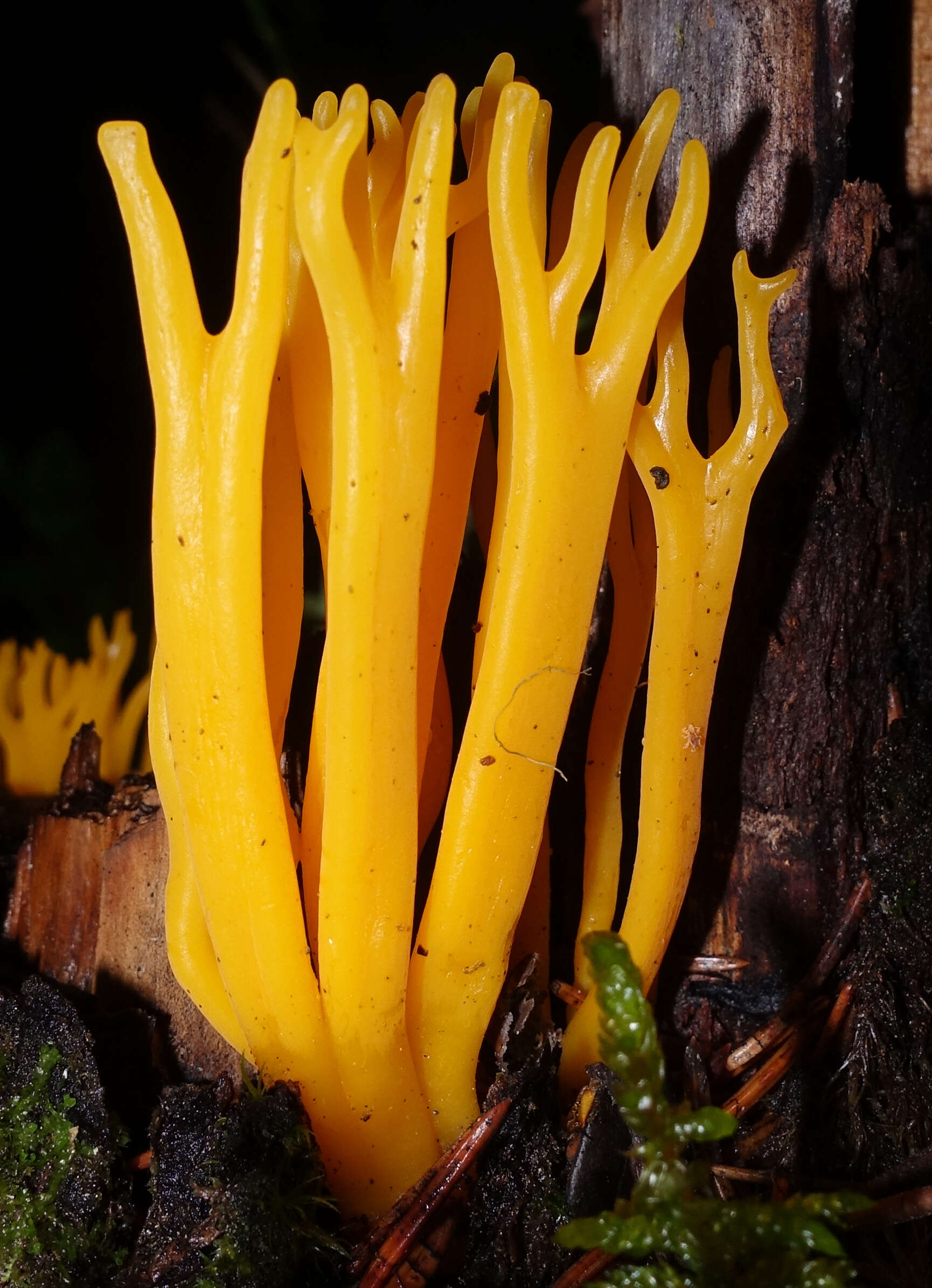 Image of Calocera viscosa (Pers.) Fr. 1821