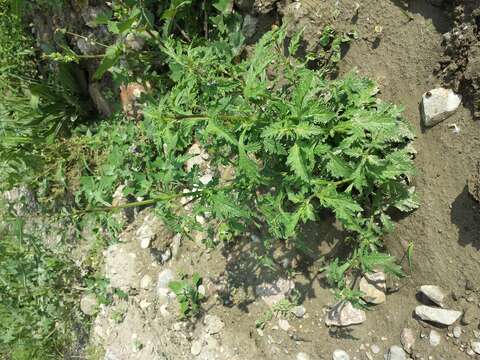 Image of herb of the cross